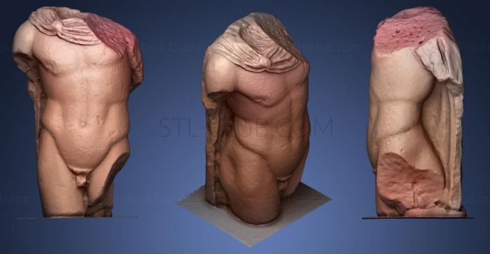 Male Torso